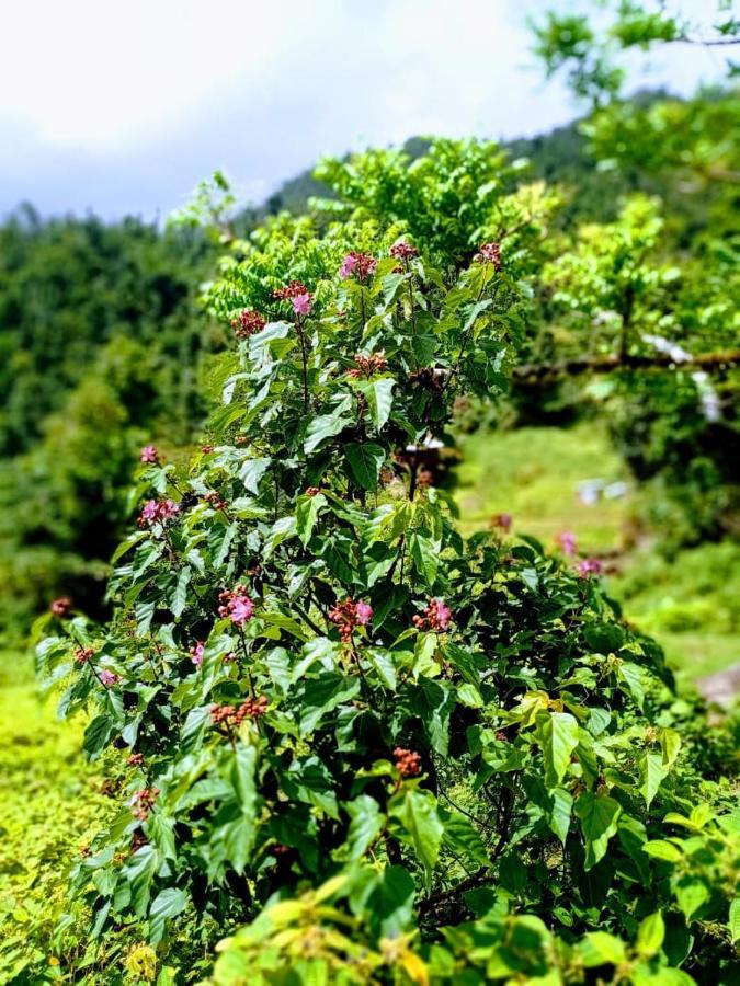 Roots Jungle Retreat Villa Marigot Ngoại thất bức ảnh
