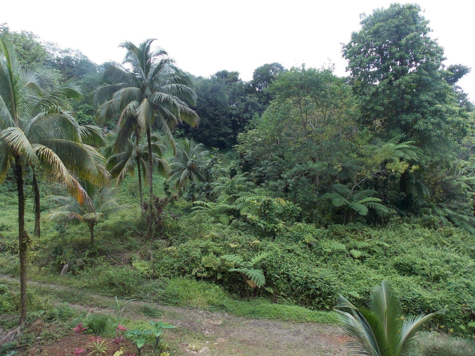 Roots Jungle Retreat Villa Marigot Ngoại thất bức ảnh